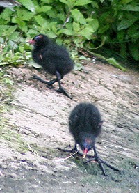 Baby Moorhen - Gallinulla chloropus