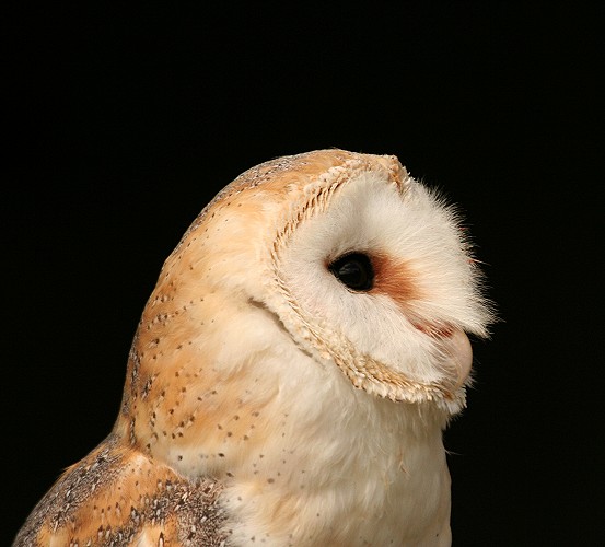 barn-owl-3.jpg