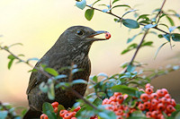 Blackbird - Turdus merula