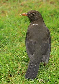 Blackbird - Turdus merula