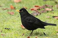 Blackbird - Turdus merula