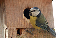 Blue tit - Parus caeruleus