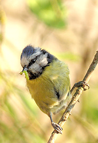 Blue tit - Parus caeruleus