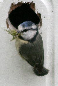 Blue tit - Parus caeruleus