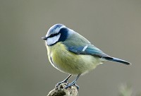 Blue tit - Parus caeruleus