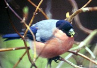 Bullfinch - Pyrrhula pyrrhula