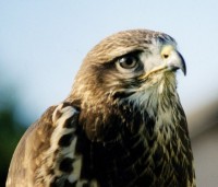 Common Buzzard - Buteo Buteo