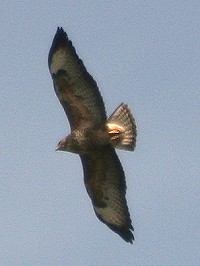Common Buzzard - Buteo Buteo