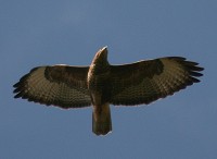 Common Buzzard - Buteo Buteo
