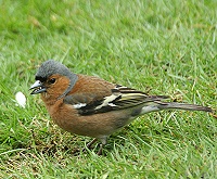 Male chaffinch - Fringilla coelebs