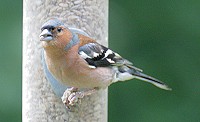 Male chaffinch - Fringilla coelebs