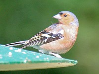 Male chaffinch - Fringilla coelebs