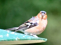 Chaffinch - Fringilla coelebs