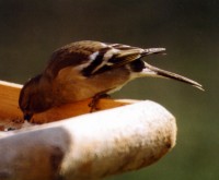 Female chaffinch - Fringilla coelebs