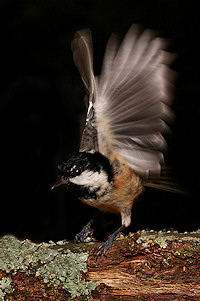 Coal Tit - Parus ater