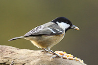 Coal Tit - Parus ater