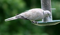 Collared Dove - Streptopelia decaocto