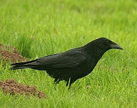 Carrion Crow - Corvus corone