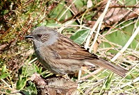 Dunnock - Prunella modularis