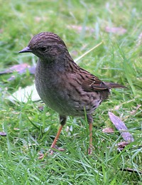 Dunnock - Prunella modularis