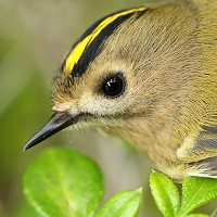 Goldcrest - Regulus regulus