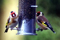 Goldfinch - Fringilla coelebs