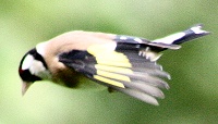 Goldfinch - Fringilla coelebs