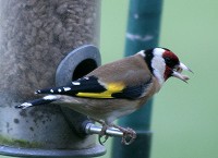 Goldfinch - Fringilla coelebs