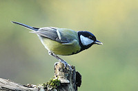 Great tit - Parus major