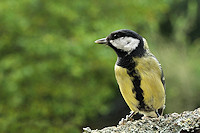 Great tit - Parus major