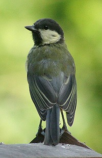 Great tit - Parus major