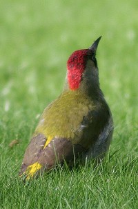 Green Woodpecker - Picus viridus