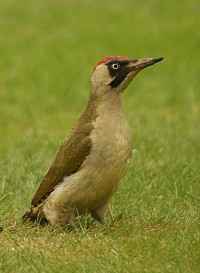 Green Woodpecker - Picus viridus