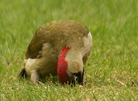 Green Woodpecker - Picus viridus