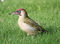 Green Woodpecker - Picus viridus