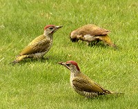 Green Woodpecker - Picus viridus