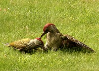 Green Woodpecker - Picus viridus