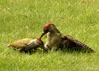 Green Woodpecker - Picus viridus