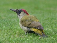 Green Woodpecker - Picus viridus