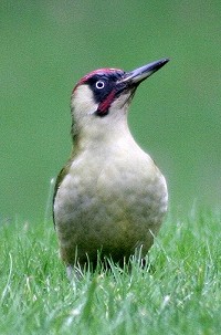 Green Woodpecker - Picus viridus