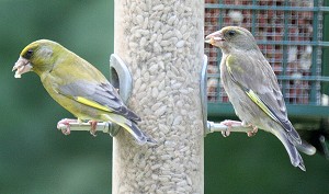 Greenfinch - Carduelis chloris