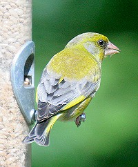 Greenfinch - Carduelis chloris