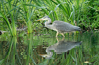 Heron - Ardea cinerea