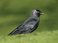 Jackdaw - Corvus monedula