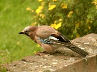 Jay - Garrulus glandarius