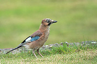 Jay - Garrulus glandarius