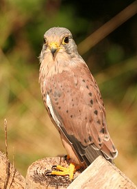 Kestrel - Falco tinnunculus