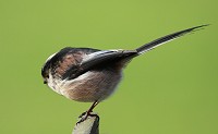 Long-tailed Tit - Aegithalos caudatus