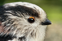 Long-tailed Tit - Aegithalos caudatus