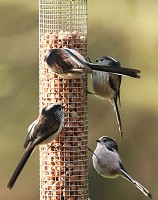 Long-tailed Tit - Aegithalos caudatus